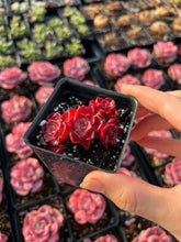 Load image into Gallery viewer, Echeveria Red Noble Cluster - April Farm/Rare Succulents