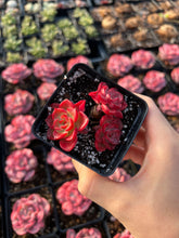 Load image into Gallery viewer, Echeveria Red Noble Cluster - April Farm/Rare Succulents