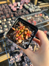 Load image into Gallery viewer, Adromischus Red Pepper - April Farm/Rare Succulents