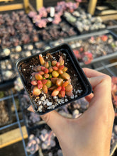 Load image into Gallery viewer, Adromischus Red Pepper - April Farm/Rare Succulents