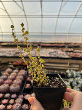 Load image into Gallery viewer, Drosanthemum sp 6 k sw Kliprand (rice gram) - April Farm/Rare Succulents
