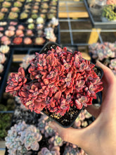 Load image into Gallery viewer, Echeveria Rezry Pink Family (cluster may fall apart) - April Farm/Rare Succulents