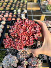 Load image into Gallery viewer, Echeveria Rezry Pink Family (cluster may fall apart) - April Farm/Rare Succulents