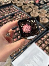 Load image into Gallery viewer, Echeveria Maigan hybrid (mini plant) - April Farm/Rare Succulents