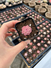 Load image into Gallery viewer, Echeveria Maigan hybrid (mini plant) - April Farm/Rare Succulents