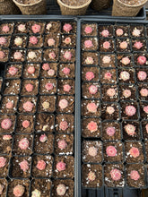 Load image into Gallery viewer, Echeveria Maigan hybrid (mini plant) - April Farm/Rare Succulents