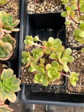 Load image into Gallery viewer, Aeonium Saundersii La Gomera "Adodes" (open up in winter) - April Farm/Rare Succulents