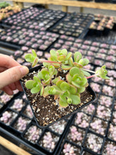 Load image into Gallery viewer, Aeonium Saundersii La Gomera "Adodes" (open up in winter) - April Farm/Rare Succulents