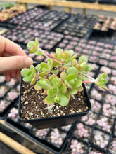 Load image into Gallery viewer, Aeonium Saundersii La Gomera "Adodes" (open up in winter) - April Farm/Rare Succulents