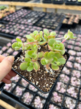 Load image into Gallery viewer, Aeonium Saundersii La Gomera "Adodes" (open up in winter) - April Farm/Rare Succulents