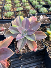 Load image into Gallery viewer, Echeveria Variegated Metallica - April Farm/Rare Succulents