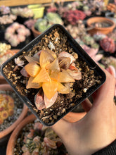 Load image into Gallery viewer, Haworthia Variegated Orange Mutica - April Farm/Rare Succulents