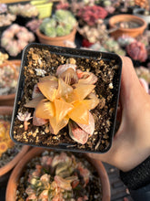 Load image into Gallery viewer, Haworthia Variegated Orange Mutica - April Farm/Rare Succulents