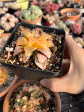 Load image into Gallery viewer, Haworthia Variegated Orange Mutica - April Farm/Rare Succulents