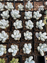 Load image into Gallery viewer, Pachyphytum oviferum mombuin - April Farm/Rare Succulents