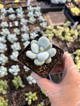 Load image into Gallery viewer, Pachyphytum oviferum mombuin - April Farm/Rare Succulents