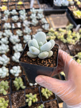 Load image into Gallery viewer, Pachyphytum oviferum mombuin - April Farm/Rare Succulents