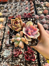 Load image into Gallery viewer, Succulent combo F - April Farm/Rare Succulents