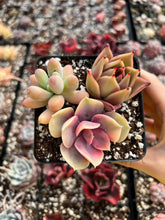Load image into Gallery viewer, Succulent combo F - April Farm/Rare Succulents