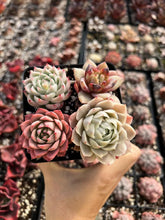 Load image into Gallery viewer, Succulent combo E - April Farm/Rare Succulents