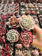 Load image into Gallery viewer, Succulent combo E - April Farm/Rare Succulents