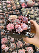 Load image into Gallery viewer, Succulent combo G - April Farm/Rare Succulents