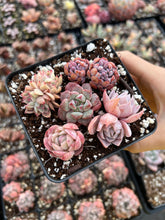 Load image into Gallery viewer, Succulent combo G - April Farm/Rare Succulents