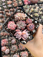 Load image into Gallery viewer, Succulent combo G - April Farm/Rare Succulents