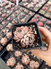 Load image into Gallery viewer, Echeveria 'Egeria' - April Farm/Rare Succulents