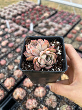 Load image into Gallery viewer, Echeveria 'Egeria' - April Farm/Rare Succulents