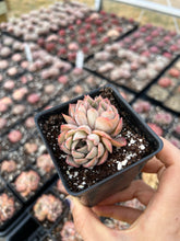 Load image into Gallery viewer, Echeveria 'Egeria' - April Farm/Rare Succulents
