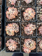 Load image into Gallery viewer, Echeveria 'Egeria' - April Farm/Rare Succulents