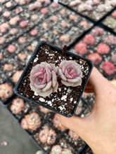 Load image into Gallery viewer, Echeveria Pink Butterfly single head - April Farm/Rare Succulents
