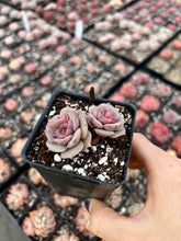Load image into Gallery viewer, Echeveria Pink Butterfly single head - April Farm/Rare Succulents
