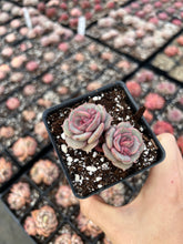 Load image into Gallery viewer, Echeveria Pink Butterfly single head - April Farm/Rare Succulents
