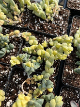 Load image into Gallery viewer, Variegated Astridia velutina - April Farm/Rare Succulents