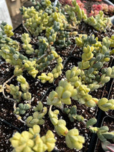 Load image into Gallery viewer, Variegated Astridia velutina - April Farm/Rare Succulents