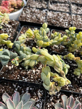 Load image into Gallery viewer, Variegated Astridia velutina - April Farm/Rare Succulents