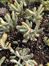 Load image into Gallery viewer, Cotyledon Variegated Orbiculata (thin leaves) - April Farm/Rare Succulents