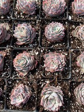 Load image into Gallery viewer, Echeveria 'Rose Queen' Elegans Hybrid (single head) - April Farm/Rare Succulents