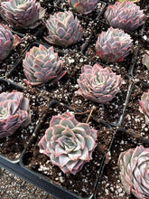 Load image into Gallery viewer, Echeveria 'Rose Queen' Elegans Hybrid (single head) - April Farm/Rare Succulents