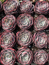 Load image into Gallery viewer, Echeveria Muesli - April Farm/Rare Succulents
