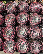 Load image into Gallery viewer, Echeveria Muesli - April Farm/Rare Succulents