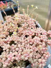 Load image into Gallery viewer, Graptopetalum Mendoza small cluster cutting (4-5 heads) - April Farm/Rare Succulents