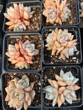Load image into Gallery viewer, Echeveria German Champagne cluster - April Farm/Rare Succulents