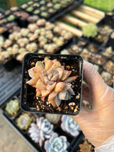 Load image into Gallery viewer, Echeveria German Champagne cluster - April Farm/Rare Succulents