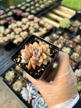 Load image into Gallery viewer, Echeveria German Champagne cluster - April Farm/Rare Succulents