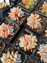 Load image into Gallery viewer, Echeveria German Champagne cluster - April Farm/Rare Succulents