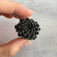 Load image into Gallery viewer, Sedum Sinocrassula Yunnanensis - April Farm/Rare Succulents