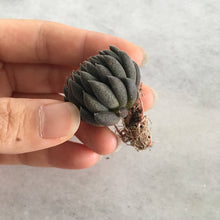 Load image into Gallery viewer, Sedum Sinocrassula Yunnanensis - April Farm/Rare Succulents